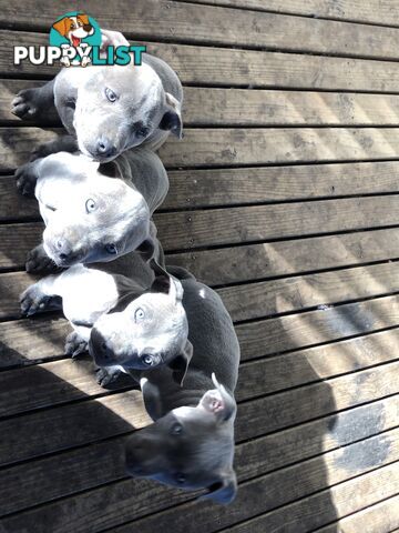 American Blu nose Terrier