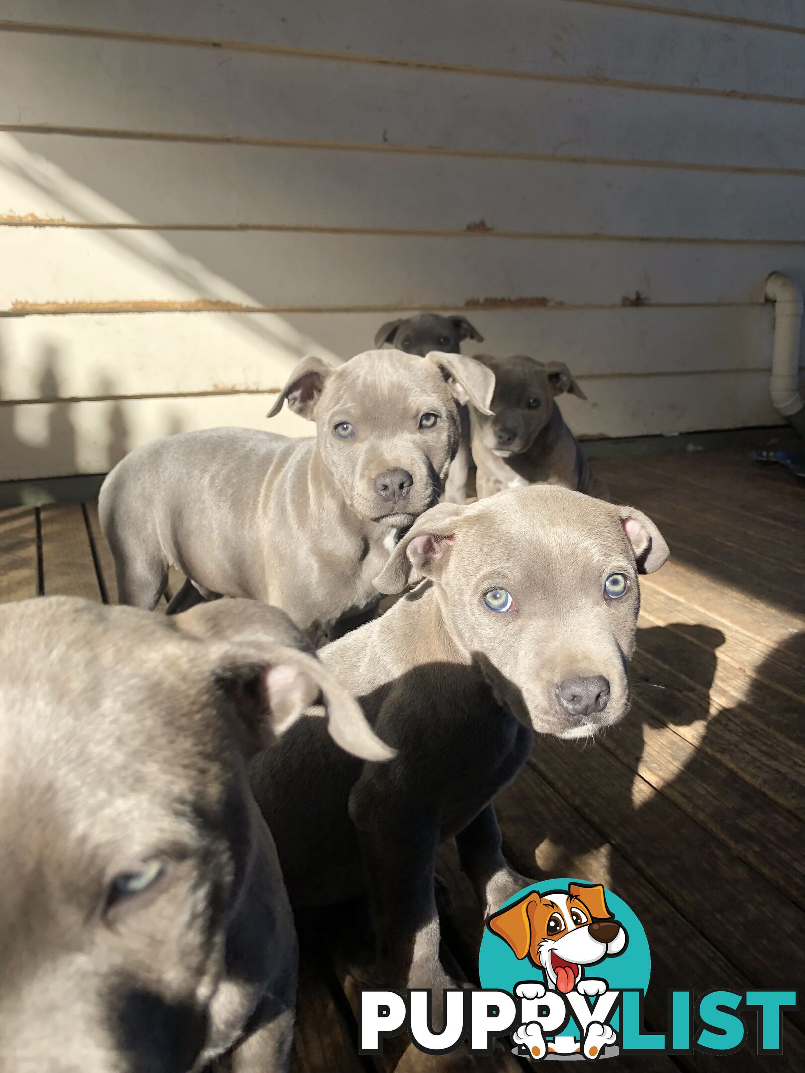 American Blu nose Terrier