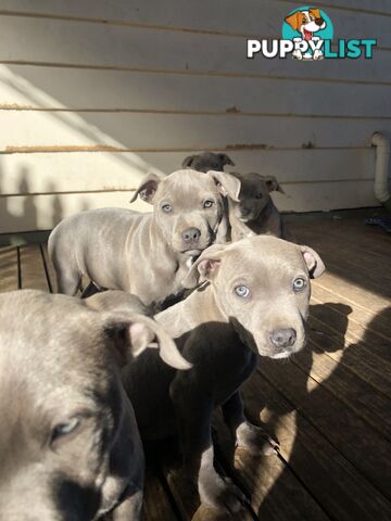American Blu nose Terrier