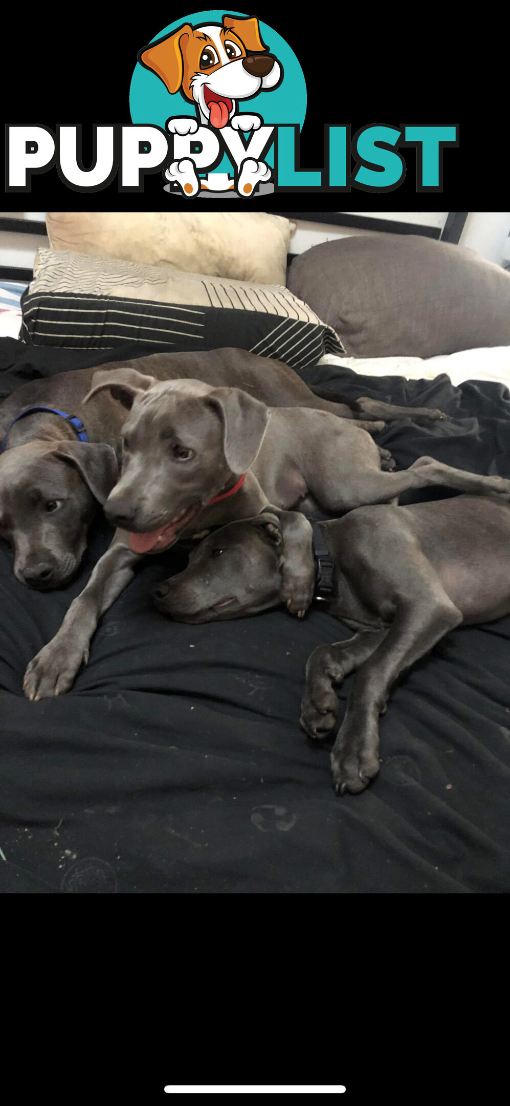American Blu nose Terrier
