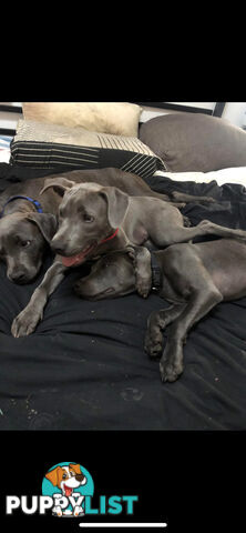 American Blu nose Terrier