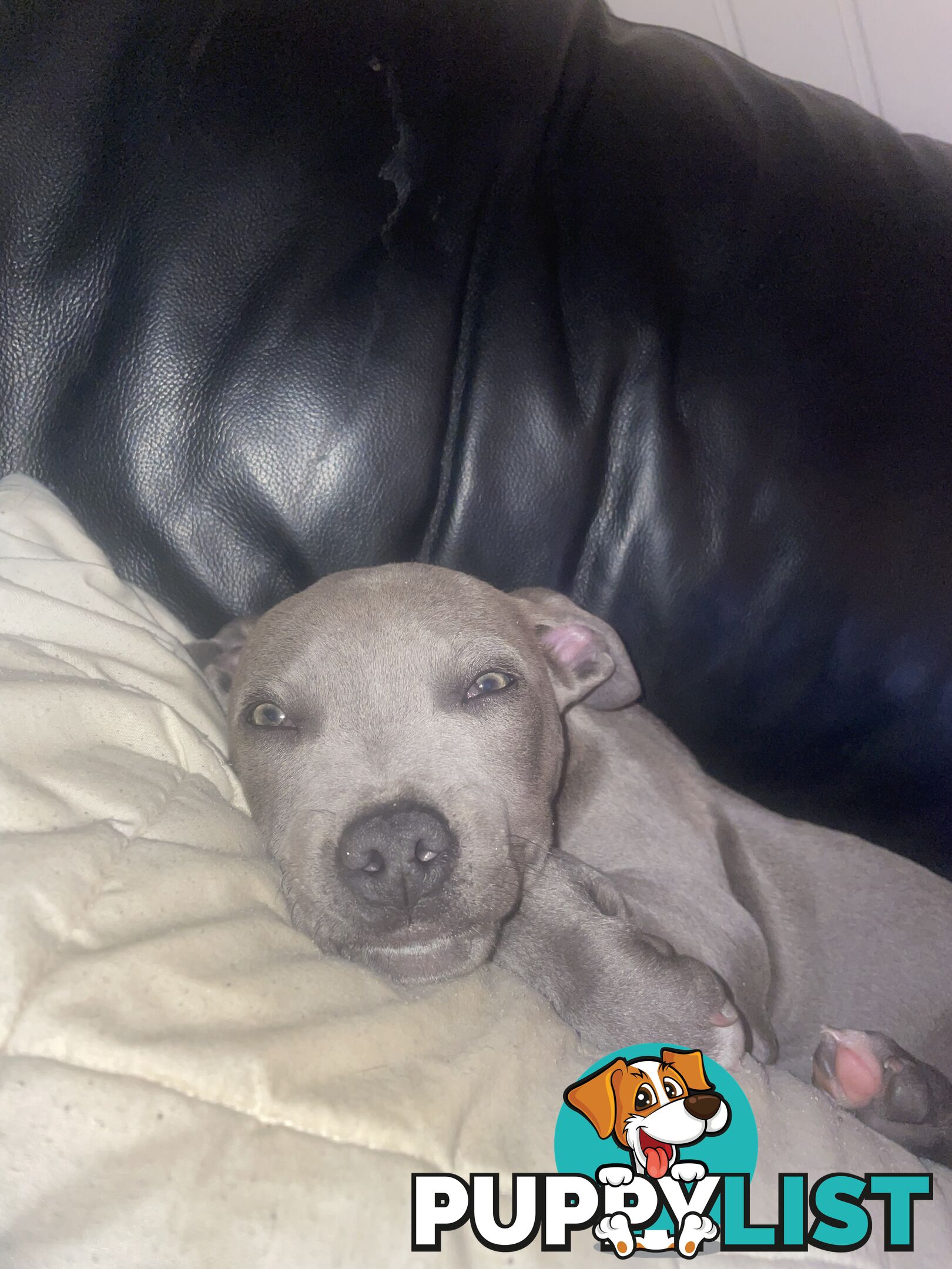 American Blu nose Terrier