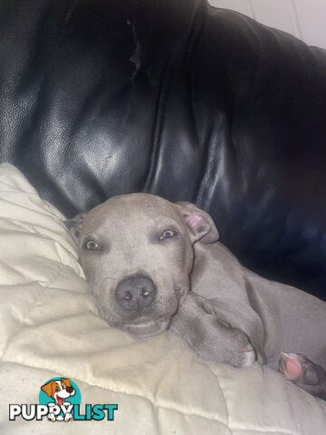 American Blu nose Terrier