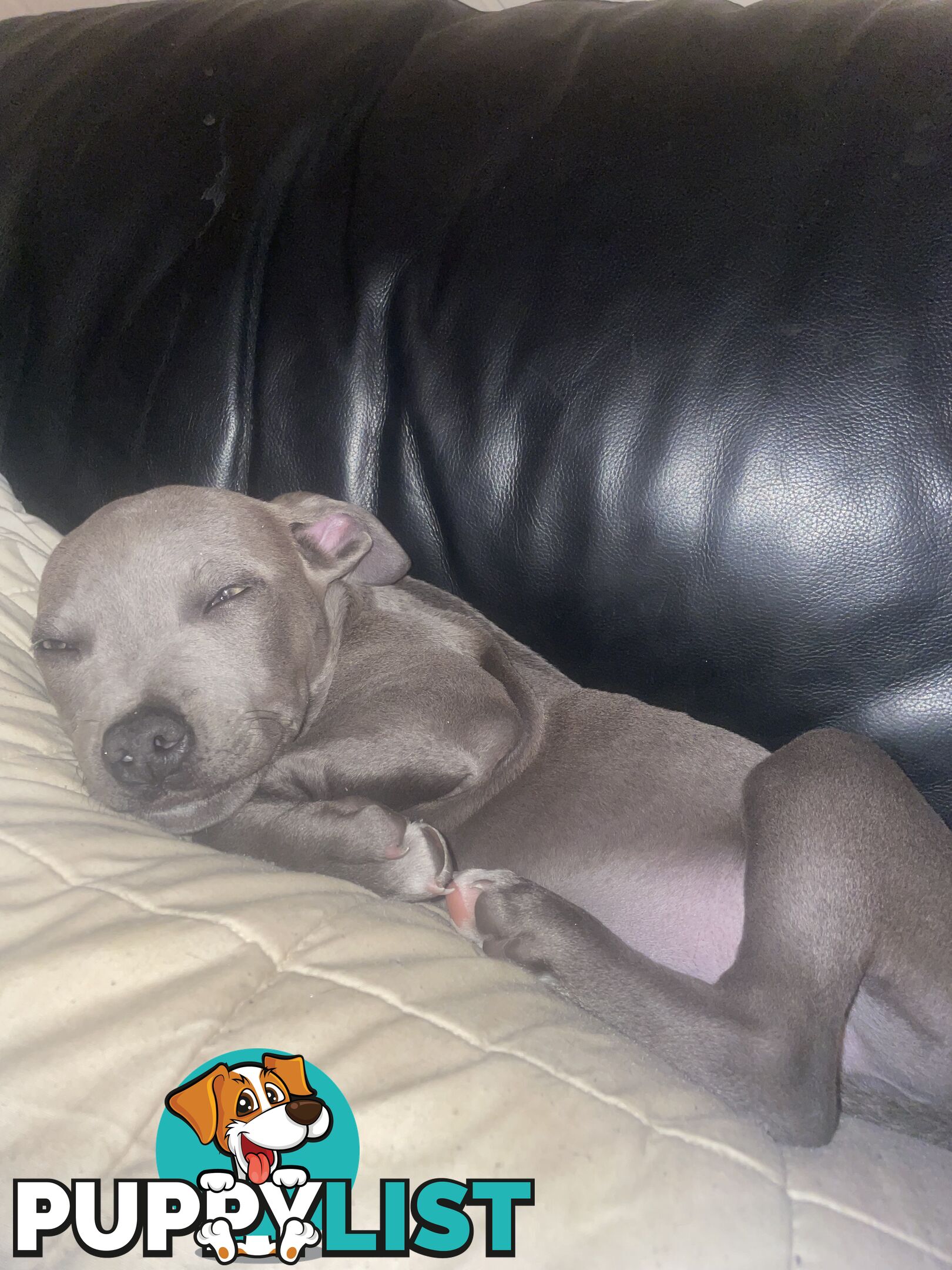 American Blu nose Terrier