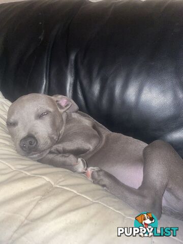 American Blu nose Terrier