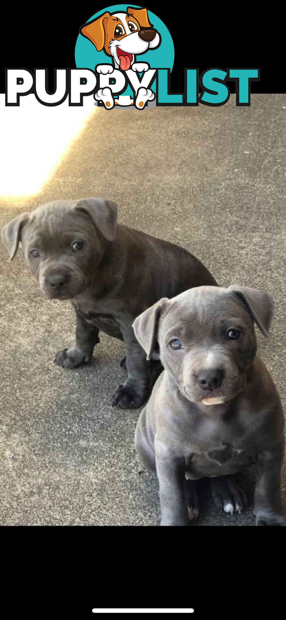American Blu nose Terrier