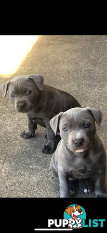 American Blu nose Terrier