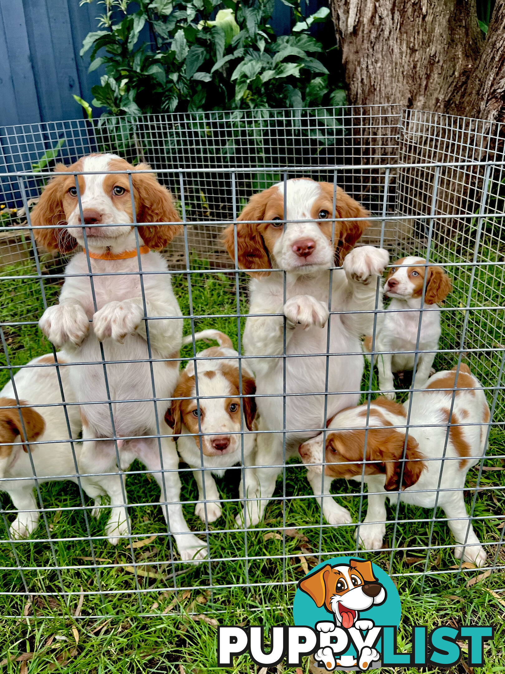 BRITTANY SPANIEL PUPPIES