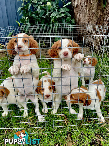 BRITTANY SPANIEL PUPPIES