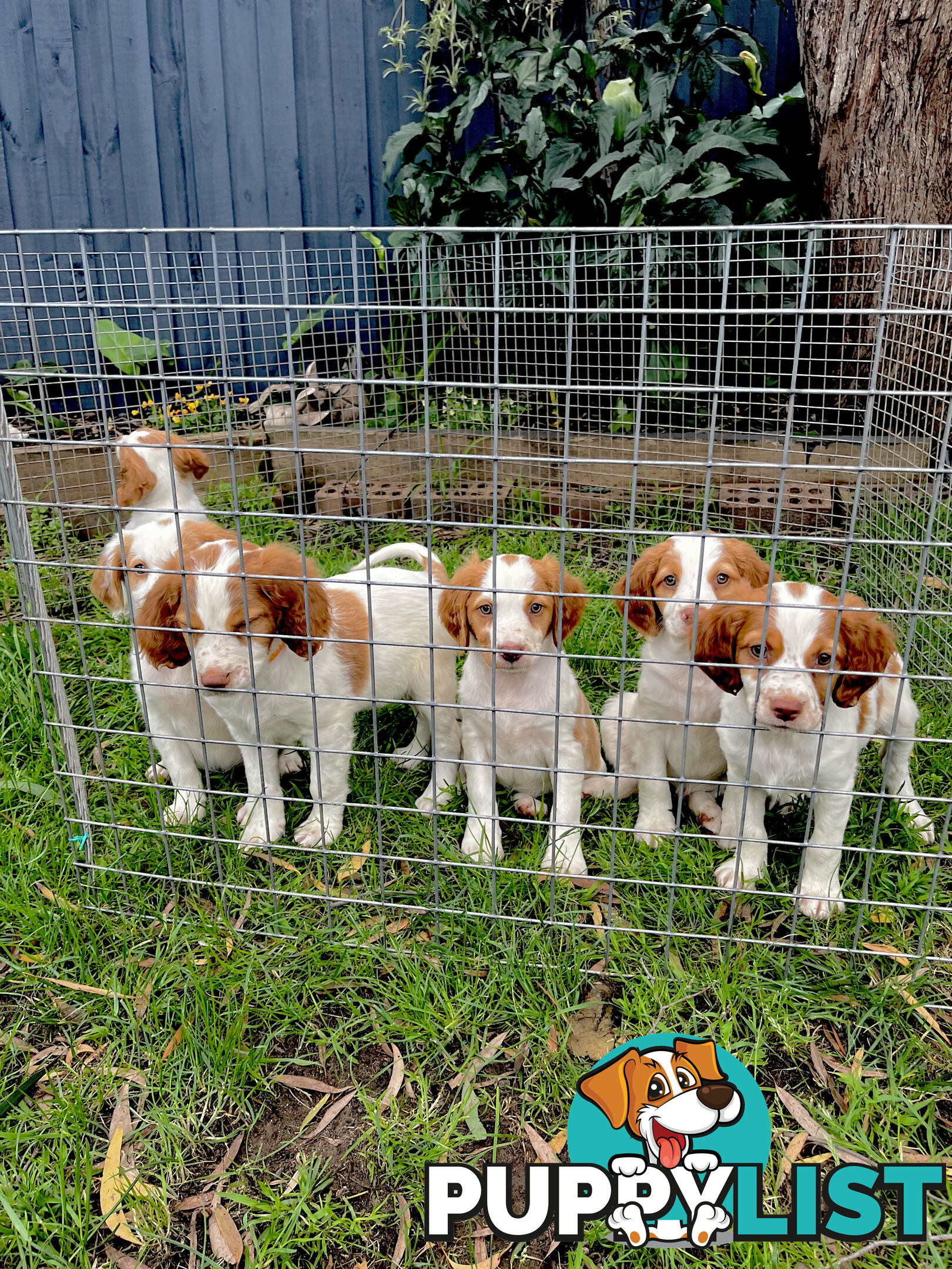 BRITTANY SPANIEL PUPPIES