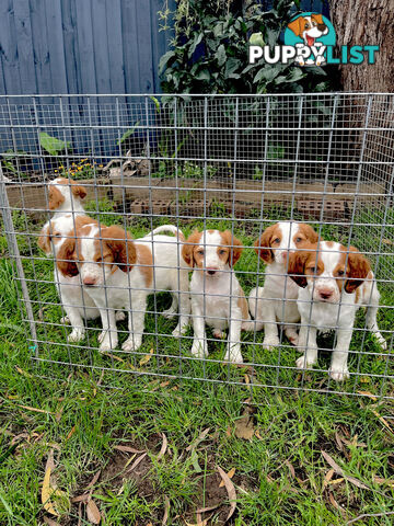 BRITTANY SPANIEL PUPPIES