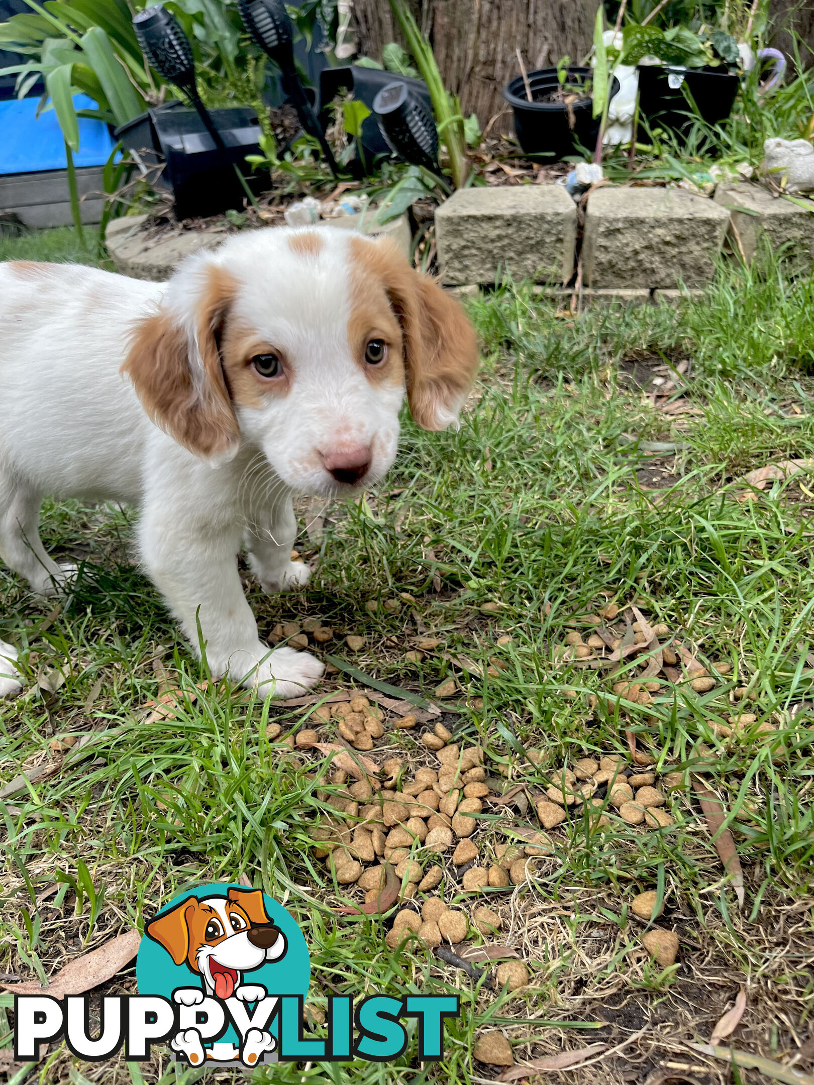 BRITTANY SPANIEL PUPPIES