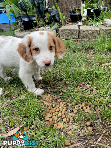 BRITTANY SPANIEL PUPPIES