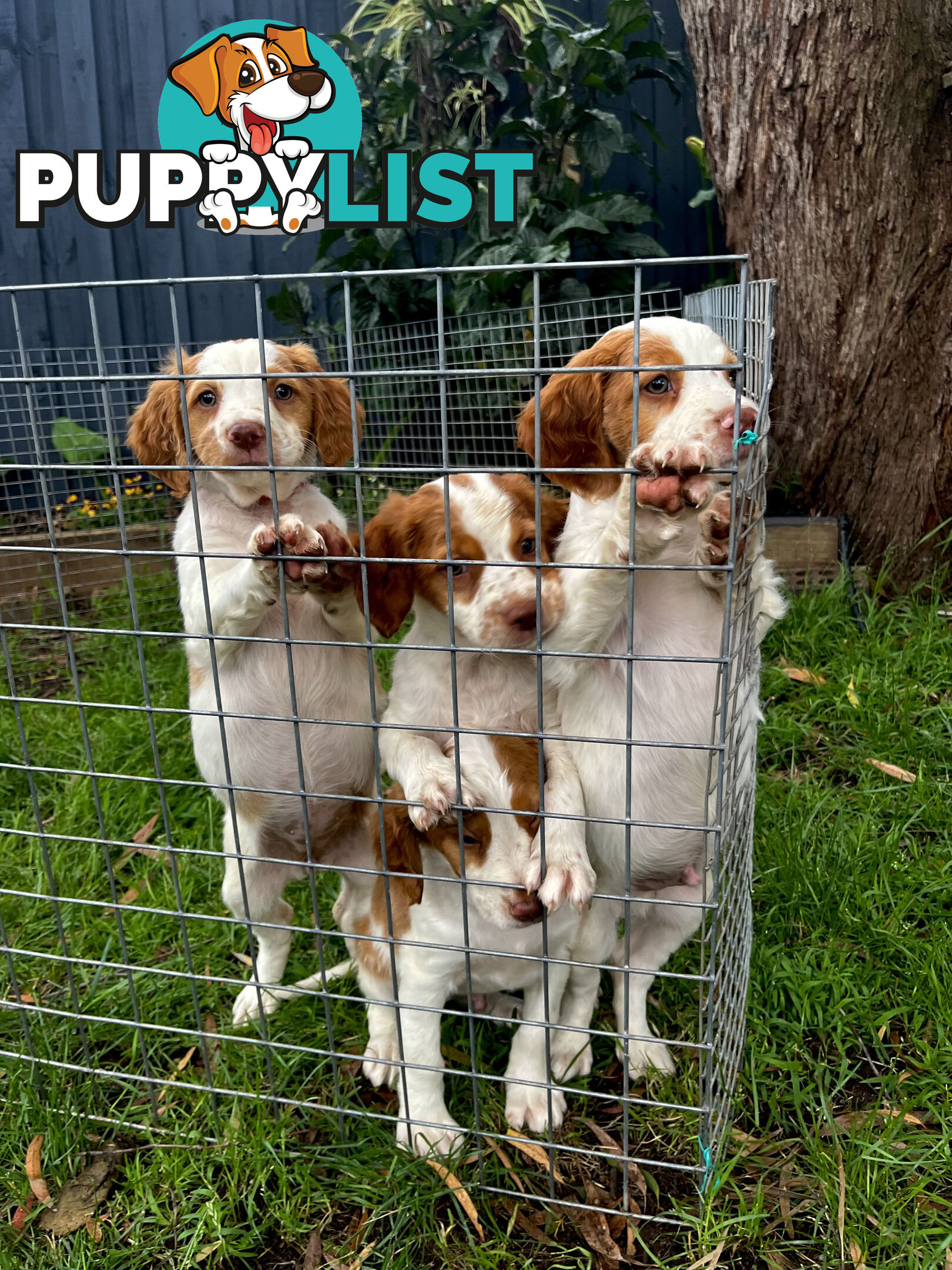 BRITTANY SPANIEL PUPPIES