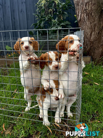 BRITTANY SPANIEL PUPPIES