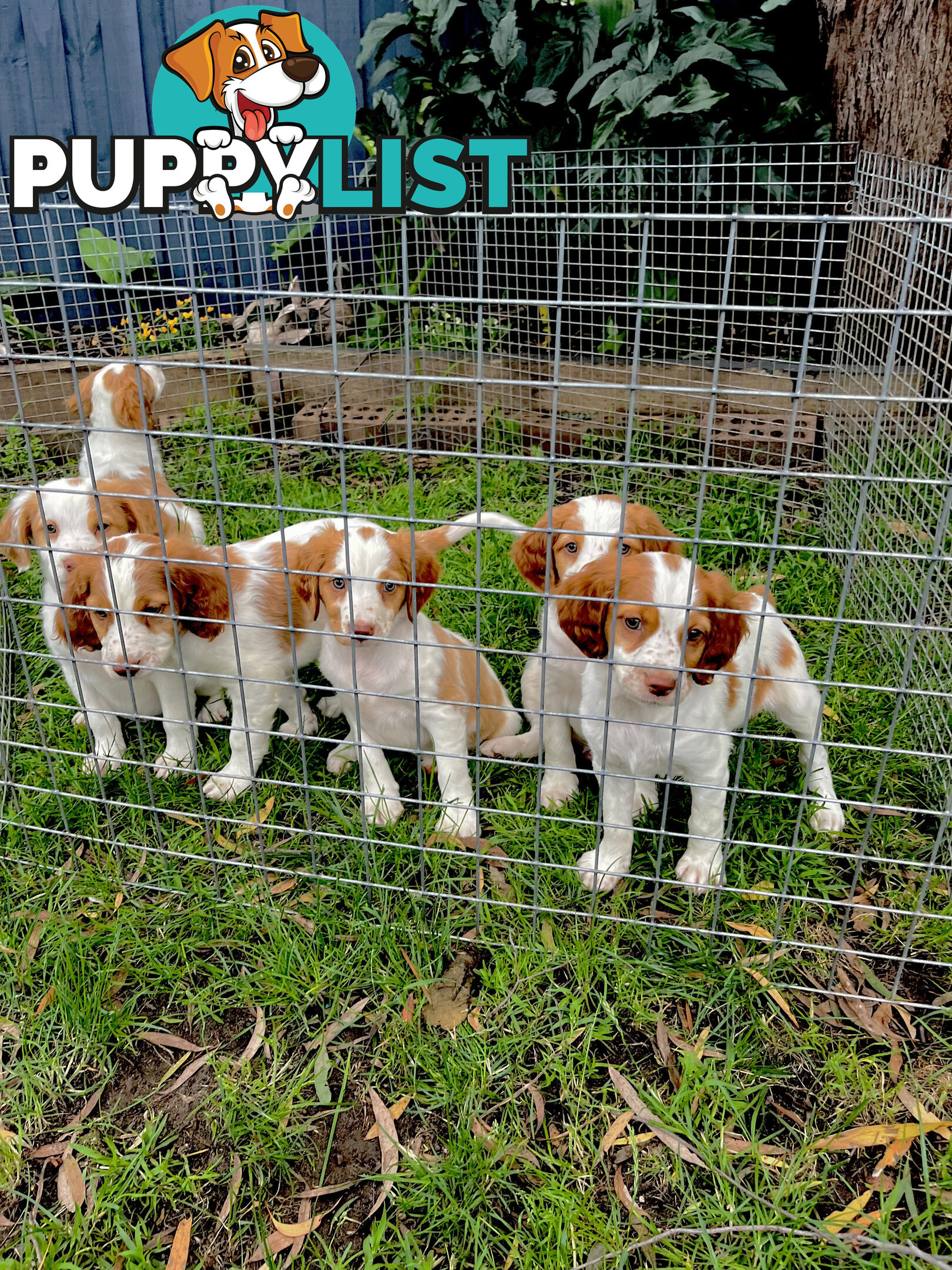 BRITTANY SPANIEL PUPPIES