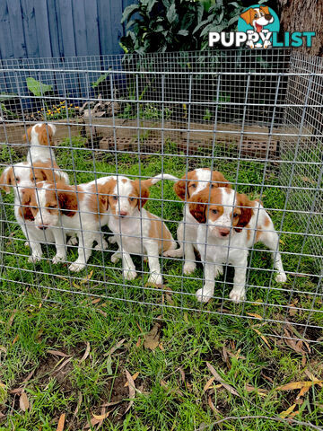 BRITTANY SPANIEL PUPPIES