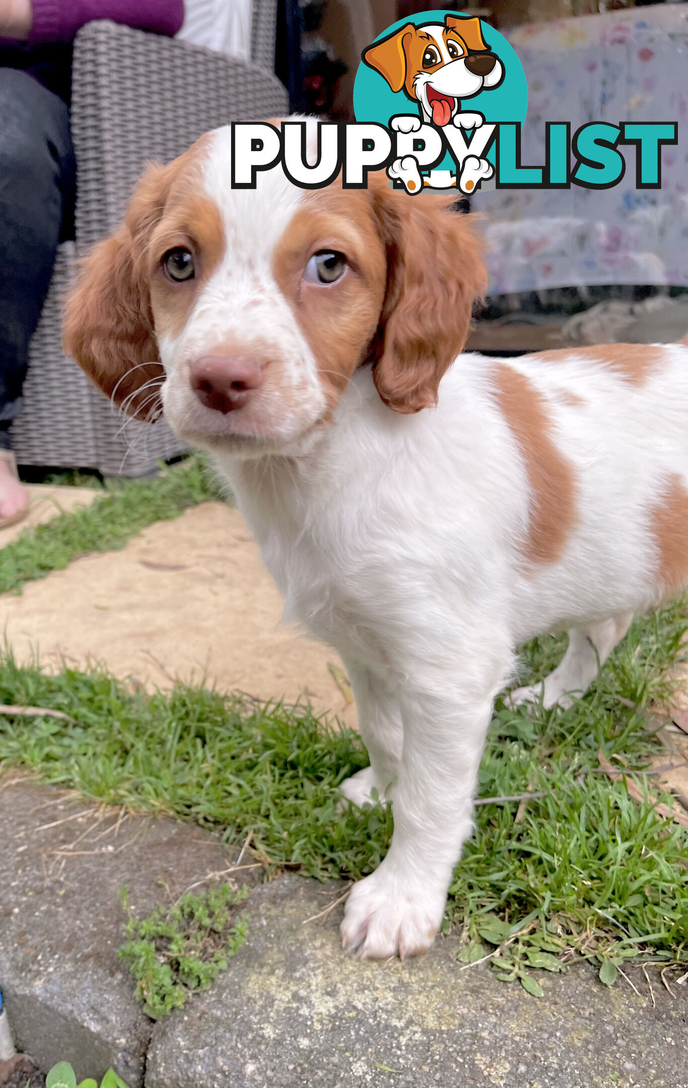 BRITTANY SPANIEL PUPPIES