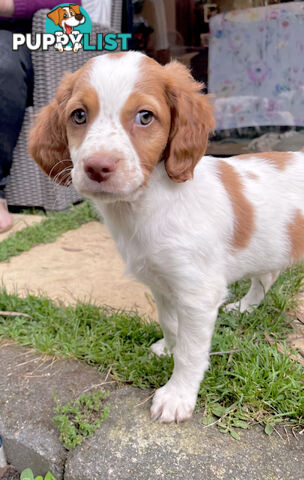 BRITTANY SPANIEL PUPPIES