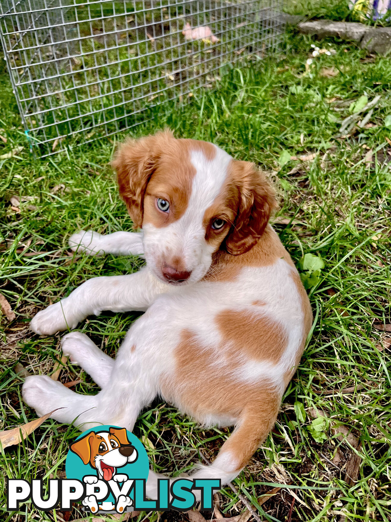 BRITTANY SPANIEL PUPPIES