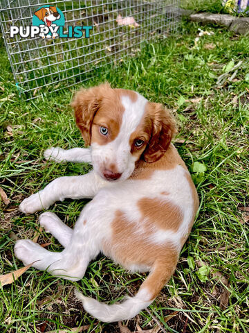 BRITTANY SPANIEL PUPPIES