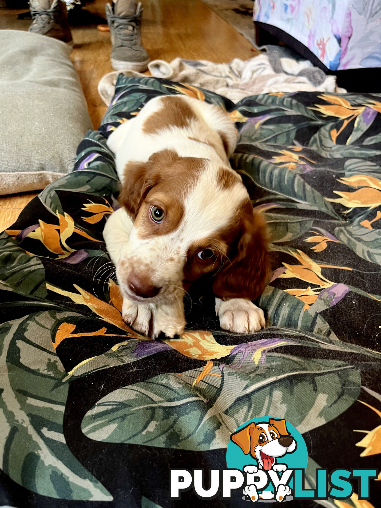 BRITTANY SPANIEL PUPPIES