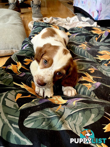 BRITTANY SPANIEL PUPPIES