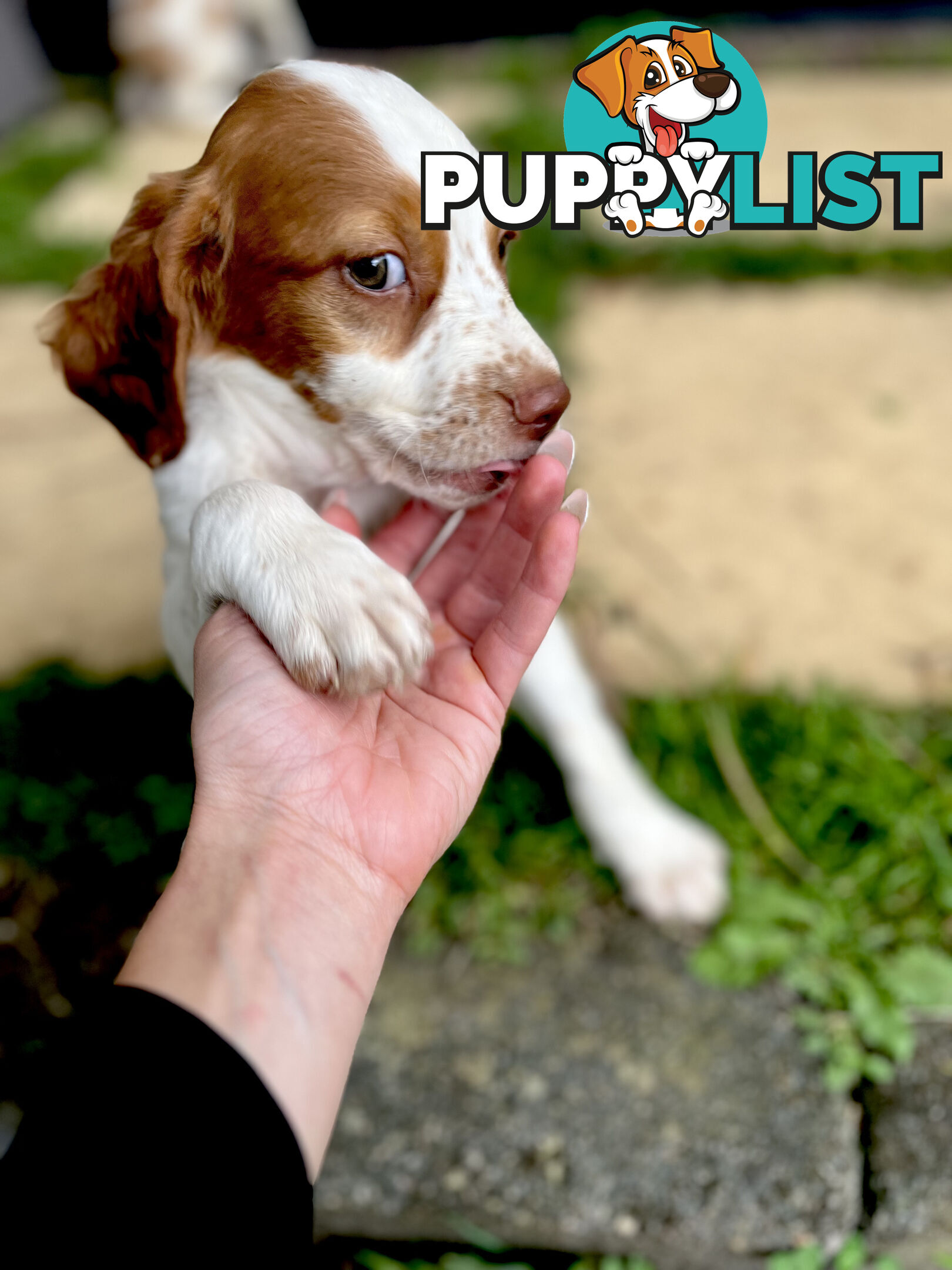 BRITTANY SPANIEL PUPPIES