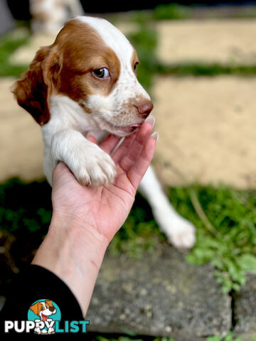 BRITTANY SPANIEL PUPPIES