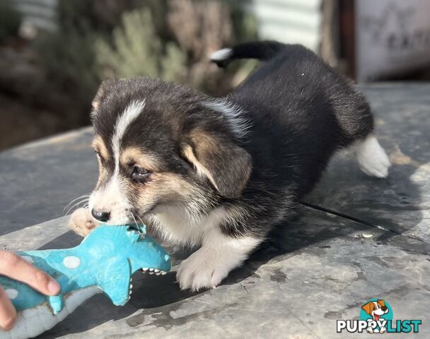 Pembroke Corgi PEDIGREE PUREBRED