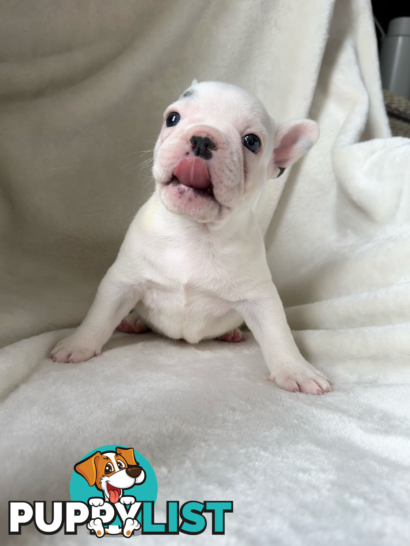 French Bulldog Puppies