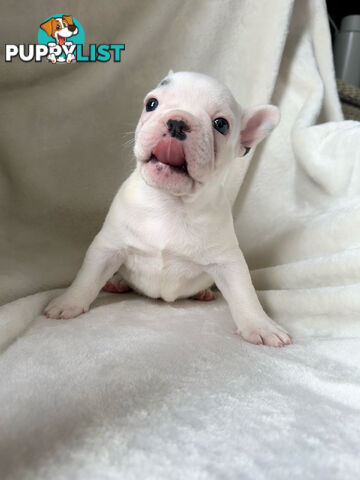 French Bulldog Puppies