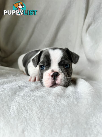 French Bulldog Puppies