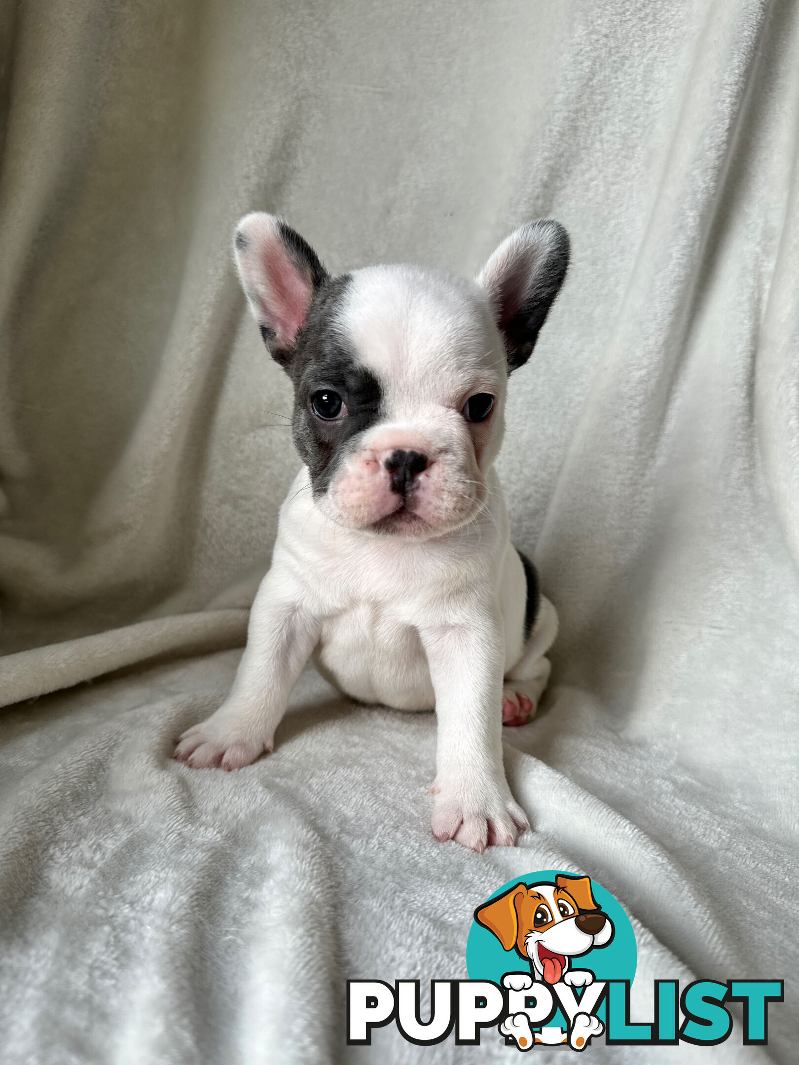 French Bulldog Puppies