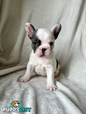 French Bulldog Puppies