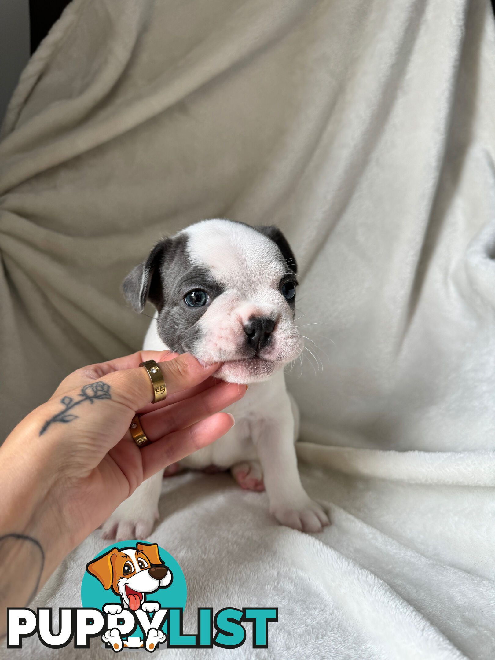 French Bulldog Puppies