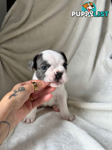 French Bulldog Puppies