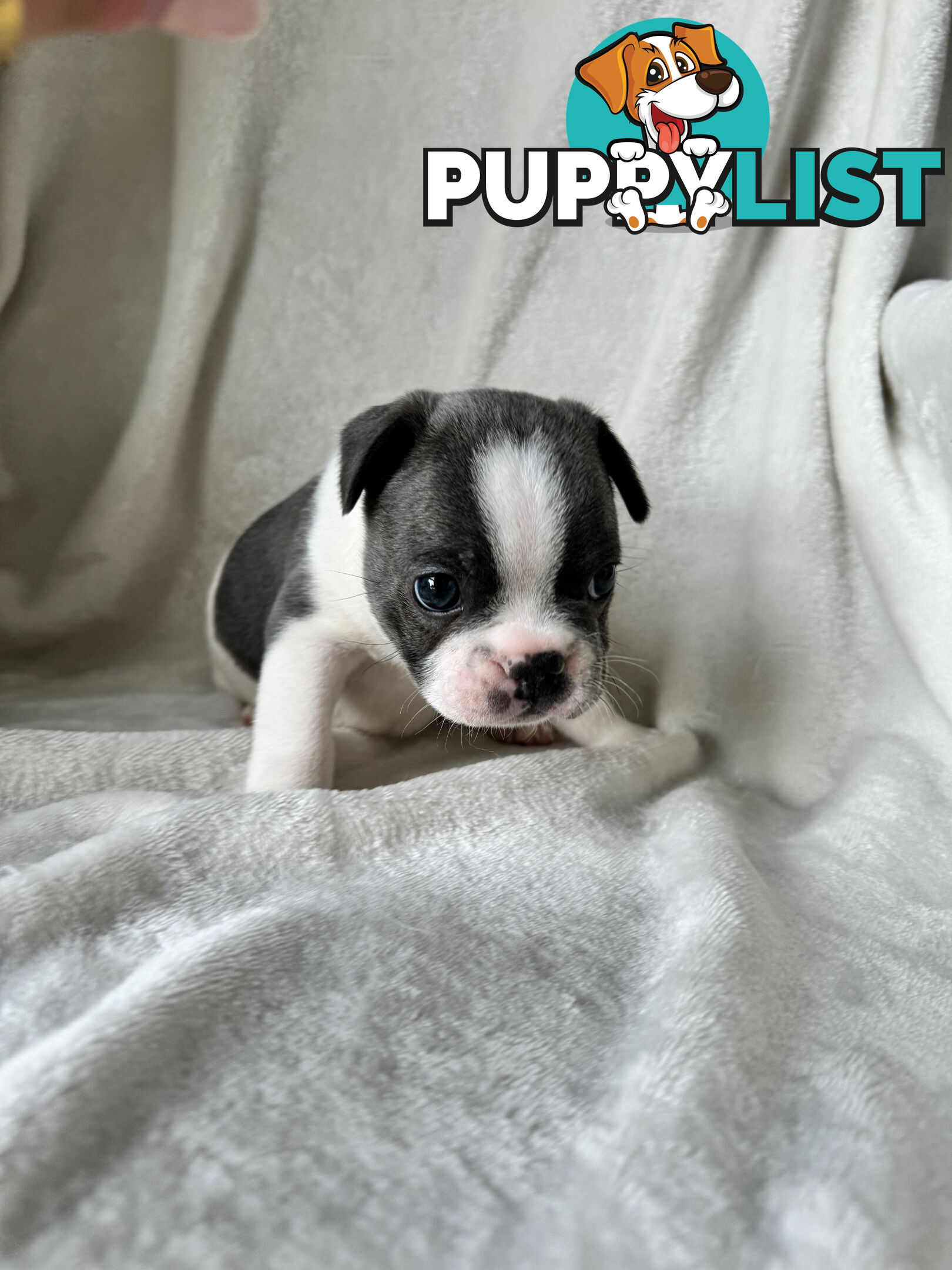 French Bulldog Puppies