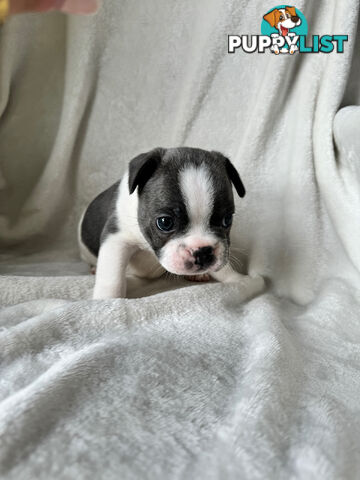 French Bulldog Puppies