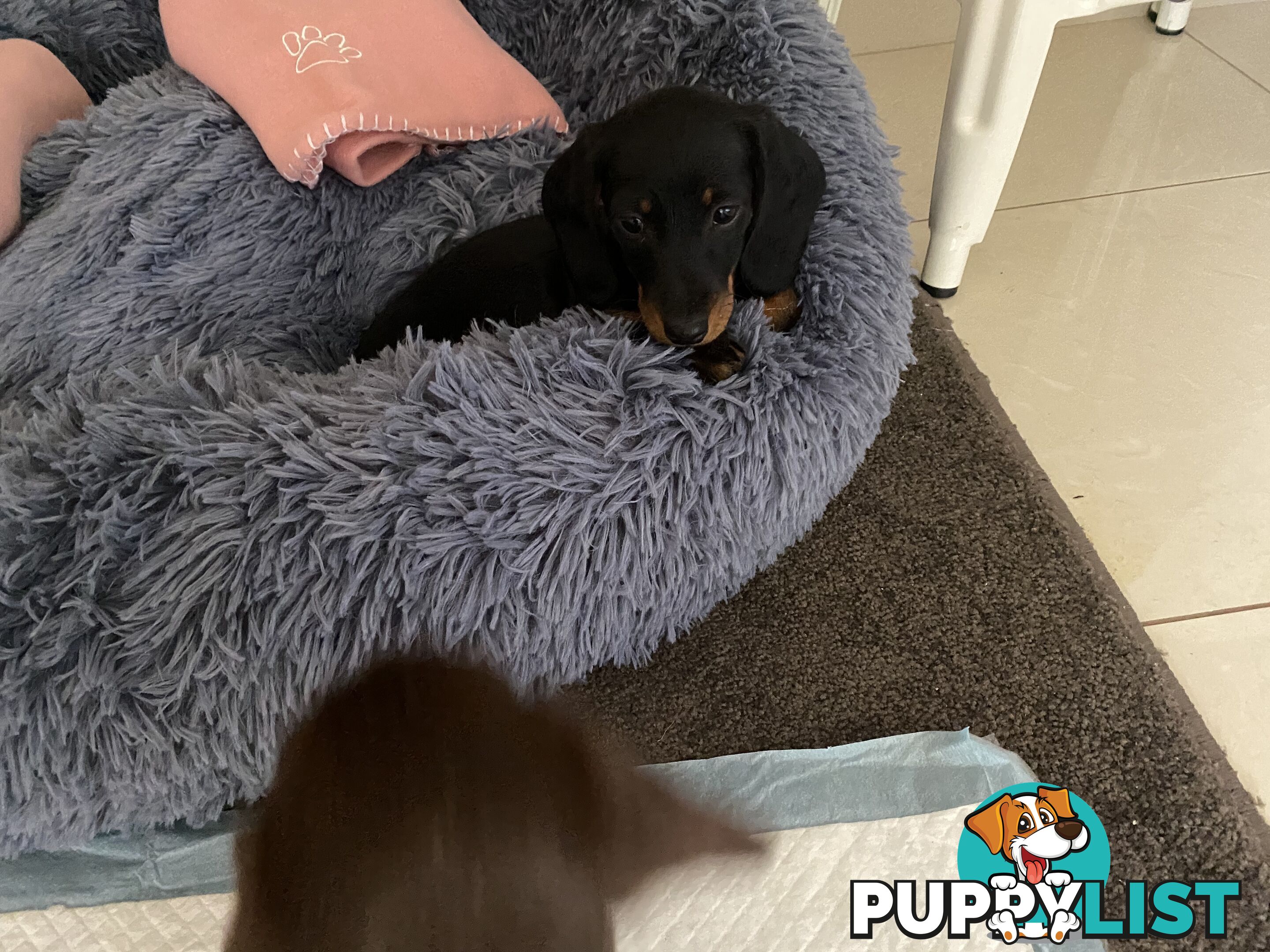 Dashshund puppy black and tan-female