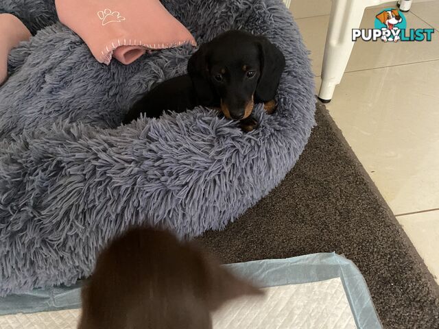 Dashshund puppy black and tan-female