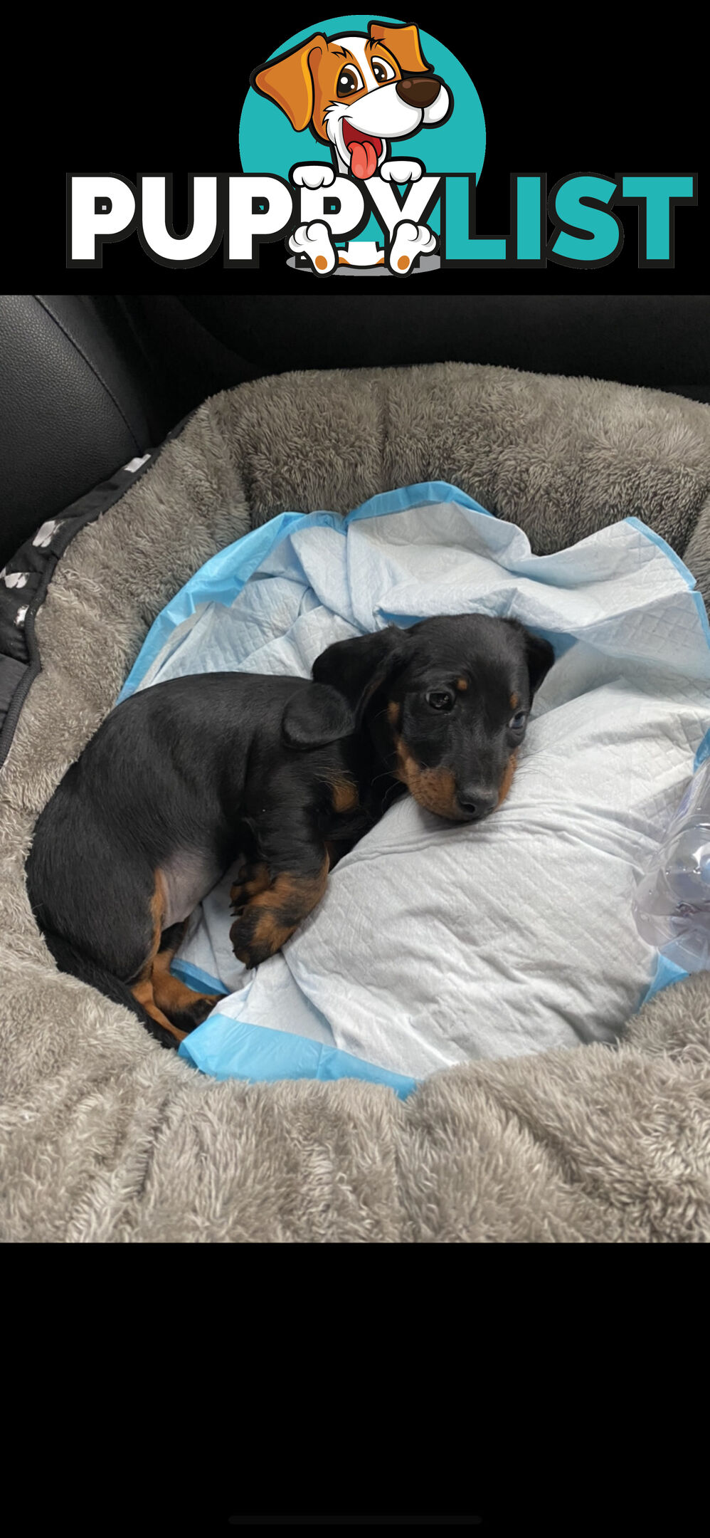 Dashshund puppy black and tan-female