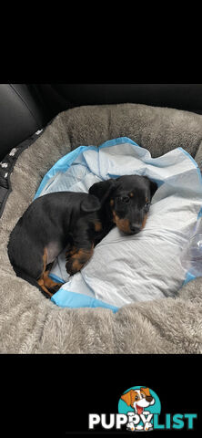 Dashshund puppy black and tan-female