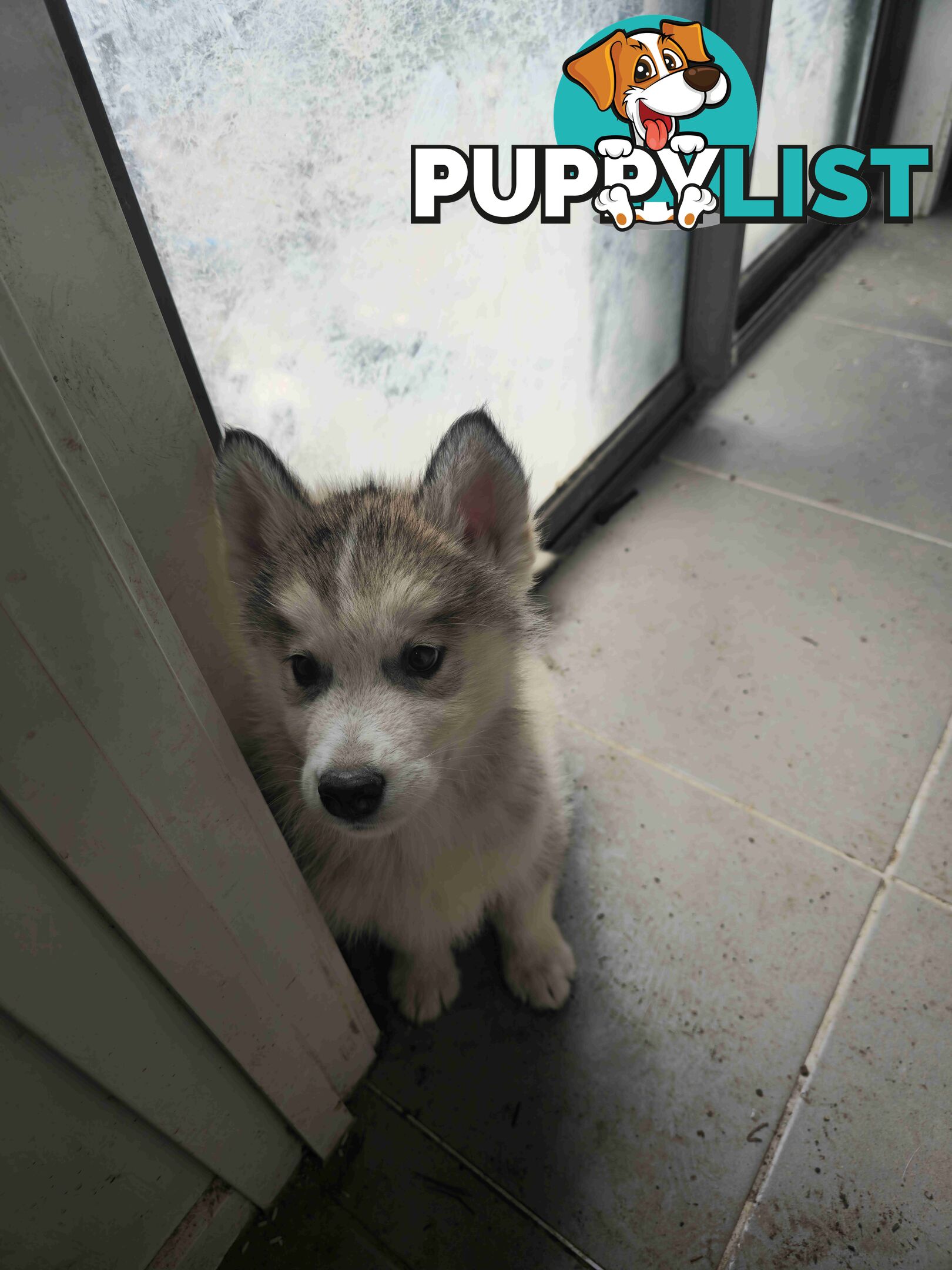 Alaskan Malamute Puppies for sale