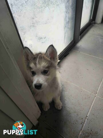 Alaskan Malamute Puppies for sale