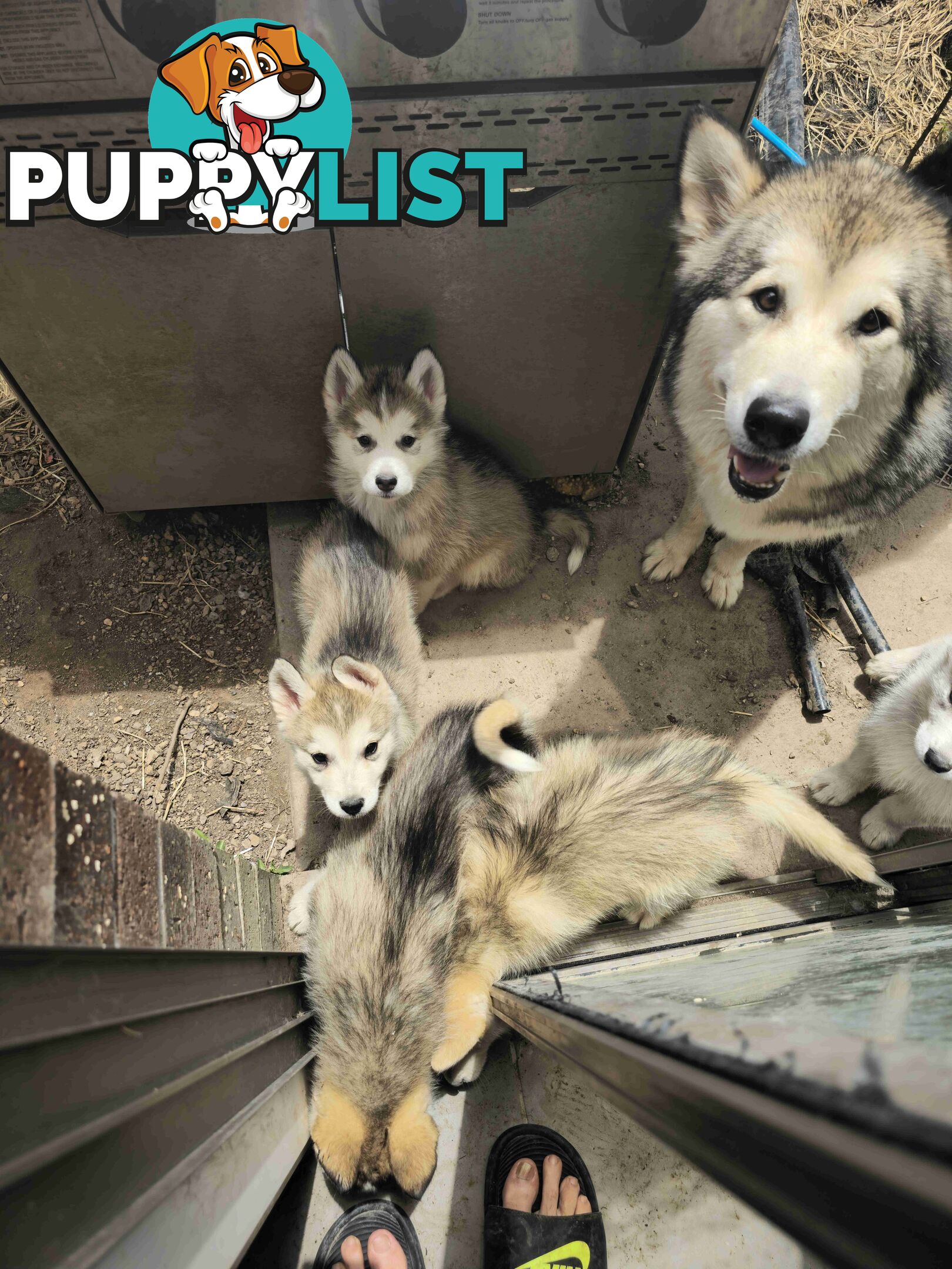 Alaskan Malamute Puppies for sale