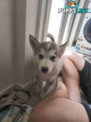 Alaskan Malamute Puppies for sale