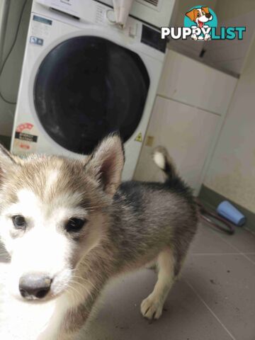 Alaskan Malamute Puppies for sale