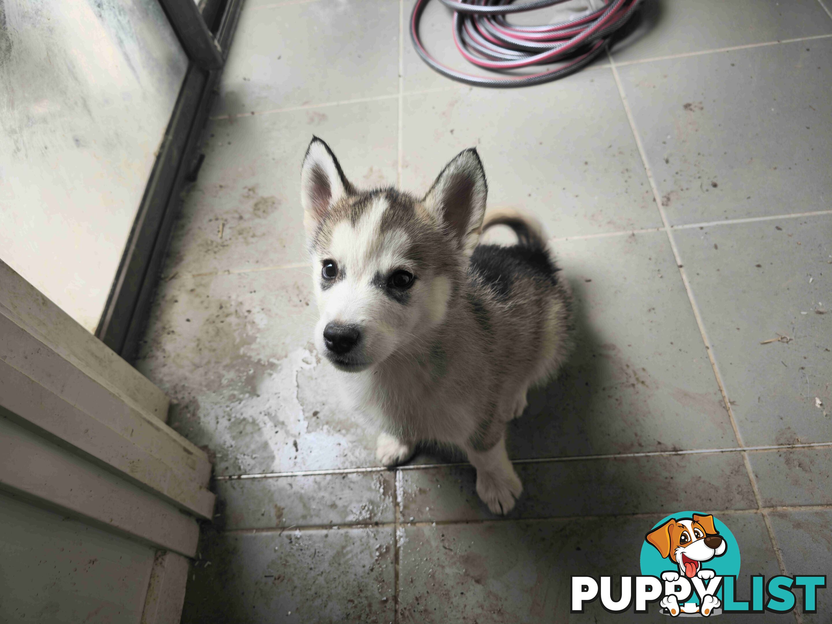 Alaskan Malamute Puppies for sale