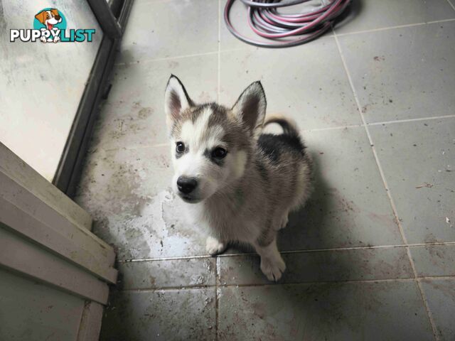 Alaskan Malamute Puppies for sale